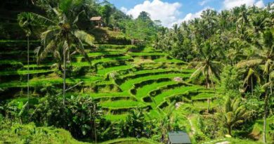 Bali mooi groene sawa