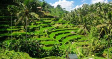 Bali mooi groene sawa