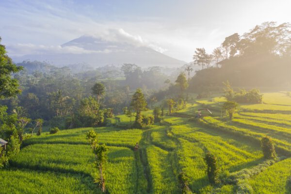 groene sawas vulkaan op achtergrond Bali