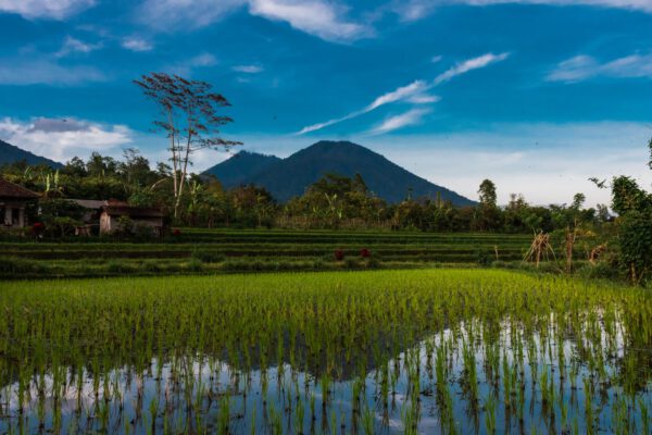 rijstplanten Indonesië bergen op achtergrond